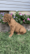 Dogue De Bordeaux Puppies for sale in Mt Vernon, MO 65712, USA. price: $1,300