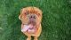 Dogue De Bordeaux Puppies for sale in Riverside, CA 92505, USA. price: $3,000