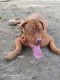 Dogue De Bordeaux Puppies for sale in Dahanu Railway Station Rd, Patel Pada, Dahanu, Maharashtra 401602, India. price: NA