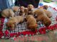 Dogue De Bordeaux Puppies for sale in El Reno, OK, USA. price: $1,200