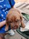 Dogue De Bordeaux Puppies for sale in North Ridgeville, OH, USA. price: $2,600