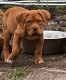 Dogue De Bordeaux Puppies for sale in Seagoville, TX 75159, USA. price: $3,500