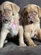 Dogue De Bordeaux Puppies for sale in Santa Maria, CA, USA. price: $1,900