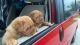 Dogue De Bordeaux Puppies for sale in Visalia, CA, USA. price: $2,800