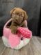 Dogue De Bordeaux Puppies for sale in Westby, WI 54667, USA. price: $200