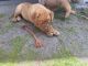 Dogue De Bordeaux Puppies for sale in Long Beach, CA 90803, USA. price: NA