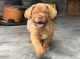Dogue De Bordeaux Puppies for sale in Alvin, TX, USA. price: $1,500
