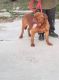 Dogue De Bordeaux Puppies for sale in Merced, CA, USA. price: NA