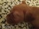 Dogue De Bordeaux Puppies for sale in Cypress Lake, FL 33919, USA. price: $1,500