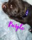 Dogue De Bordeaux Puppies for sale in St. George, UT, USA. price: NA