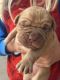 Dogue De Bordeaux Puppies for sale in Batavia, OH 45103, USA. price: NA