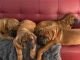 Dogue De Bordeaux Puppies for sale in Aurora, NC 27806, USA. price: NA