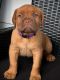 Dogue De Bordeaux Puppies for sale in Champlain, NY 12919, USA. price: NA