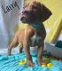 Dogue De Bordeaux Puppies for sale in Neosho, MO 64850, USA. price: NA