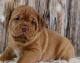 Dogue De Bordeaux Puppies for sale in Carmel, IN, USA. price: NA