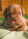 Dogo de BurdeosLos cachorrosen venta en Lake Worth, FL 33467, USA. Precio: $6,500