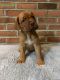 Dogue De Bordeaux Puppies for sale in Clayton, OH, USA. price: $2,500