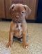 Dogue De Bordeaux Puppies for sale in Clayton, OH, USA. price: $2,500