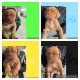 Dogue De Bordeaux Puppies for sale in Regents Park QLD 4118, Australia. price: $1,800
