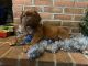 Dogue De Bordeaux Puppies for sale in Clayton, OH, USA. price: $2,000