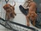 Dogue De Bordeaux Puppies for sale in Belmore, New South Wales. price: $1,500