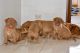 Dogue De Bordeaux Puppies for sale in Geraldton, Western Australia. price: $4,100