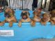 Dogue De Bordeaux Puppies for sale in Brisbane, Queensland. price: $3,000