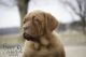 Dogue De Bordeaux Puppies for sale in Plymouth, Indiana. price: $1,800