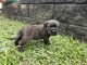 Dogue De Bordeaux Puppies for sale in Coffs Harbour, New South Wales. price: $2,000