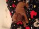 Dogue De Bordeaux Puppies for sale in Pittsburgh, PA, USA. price: NA