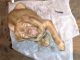 Dogue De Bordeaux Puppies for sale in Wilmington, NC, USA. price: NA