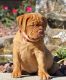Dogue De Bordeaux Puppies for sale in Oakland, CA, USA. price: NA