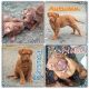 Dogue De Bordeaux Puppies for sale in Kensington, MD 20895, USA. price: NA
