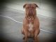 Dogue De Bordeaux Puppies for sale in Victorville, CA, USA. price: NA