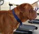 Dogue De Bordeaux Puppies for sale in Victorville, CA, USA. price: NA