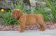 Dogue De Bordeaux Puppies for sale in New York, NY, USA. price: NA