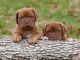 Dogue De Bordeaux Puppies for sale in Santa Clarita, CA, USA. price: NA