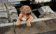 Dogue De Bordeaux Puppies for sale in McAllen, TX, USA. price: NA