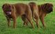 Dogue De Bordeaux Puppies for sale in Hartford, CT, USA. price: $2,500