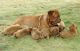 Dogue De Bordeaux Puppies for sale in Rialto, CA, USA. price: NA
