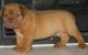 Dogue De Bordeaux Puppies for sale in Beaumont, TX, USA. price: $200