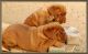 Dogue De Bordeaux Puppies for sale in San Bernardino, CA, USA. price: NA
