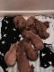 Dogue De Bordeaux Puppies for sale in Tampa, FL, USA. price: NA