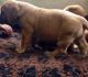 Dogue De Bordeaux Puppies for sale in Pleasantville, PA 16341, USA. price: NA