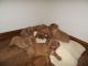 Dogue De Bordeaux Puppies for sale in Round Rock, TX, USA. price: NA