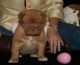 Dogue De Bordeaux Puppies for sale in Brownton, MN 55312, USA. price: NA
