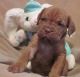 Dogue De Bordeaux Puppies for sale in Woodbridge Township, NJ, USA. price: NA