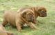 Dogue De Bordeaux Puppies for sale in Oregon City, OR 97045, USA. price: NA