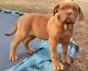 Dogue De Bordeaux Puppies for sale in Baltimore, MD, USA. price: NA