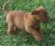 Dogue De Bordeaux Puppies for sale in Bakersfield, CA, USA. price: NA